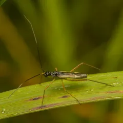 Collaria meilleurii thumbnail 3