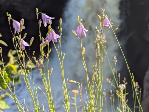 Common Harebell