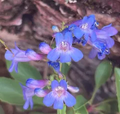 Alberta Beardtongue thumbnail 4