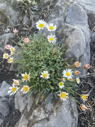 Cronquist's Fleabane