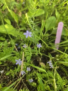 California gilia thumbnail 1
