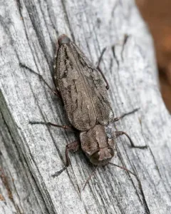 Spurred Metallic Wood-borer thumbnail 2
