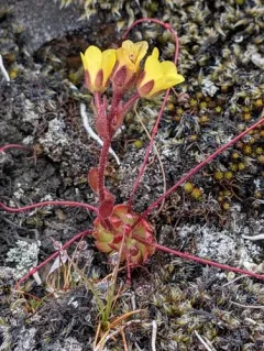 Spider Saxifrage thumbnail 3