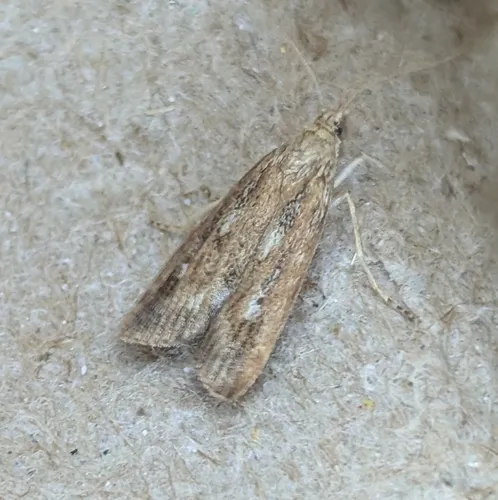 Occidentalia comptulatalis