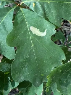 Coptotriche badiiella thumbnail 2