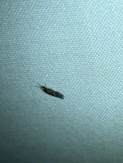 Salt and Pepper Microcaddisfly thumbnail 5
