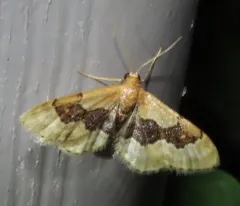 Idaea gemmata thumbnail 4