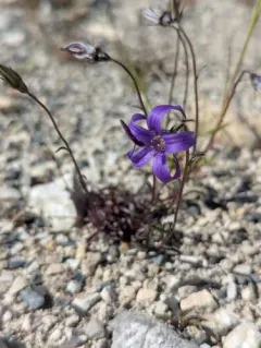 Yukon Bellflower thumbnail 4