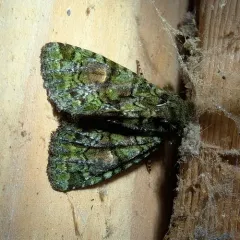 Spotted Phosphila Moth thumbnail 3