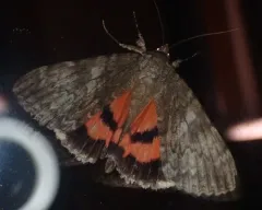 Catocala orion thumbnail 4
