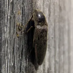 Prosternine Click Beetle thumbnail 4