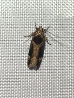 Pseudochelaria walsinghami thumbnail 4