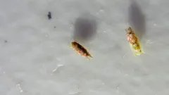 Erythroneura reflecta thumbnail 2