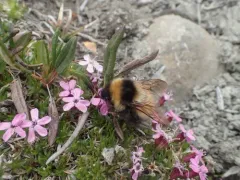 Kluane Bumble Bee thumbnail 4