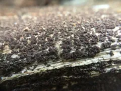 Angelina rufescens thumbnail 4