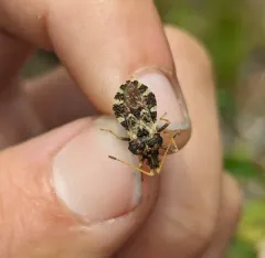 Centrocoris variegatus thumbnail 4
