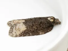 Acleris clarkei thumbnail 1