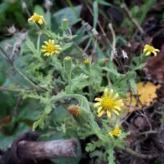 Sticky Groundsel thumbnail 4