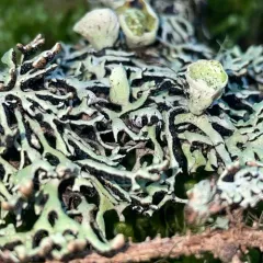 Freckled Tube Lichen thumbnail 4