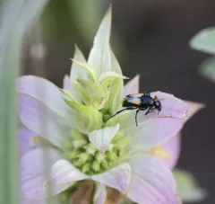 Macrosiagon dimidiata thumbnail 1