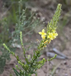 Lesser Four-point Evening-primrose thumbnail 2