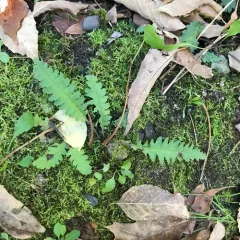 Canadian lousewort thumbnail 2