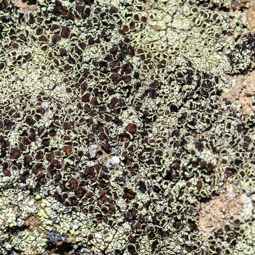 Varying Rim Lichen
