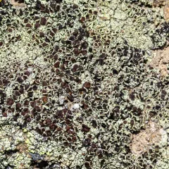 Varying Rim Lichen thumbnail 1
