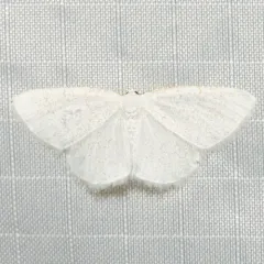 Virgin Moth thumbnail 2