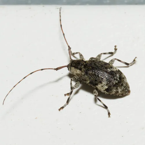 Spotted Long-horned Beetle