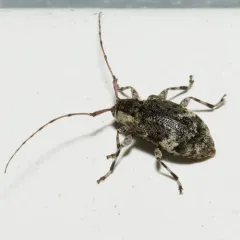 Spotted Long-horned Beetle thumbnail 1