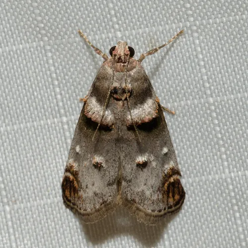 Orange-tufted Oneida Moth