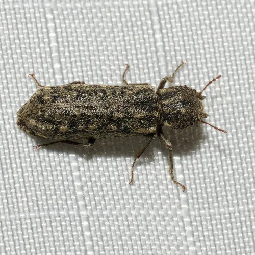 Two-horned Powder-post Beetle