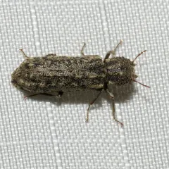 Two-horned Powder-post Beetle thumbnail 1