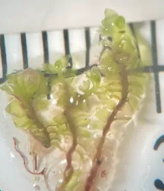 Forest Notchwort thumbnail 4