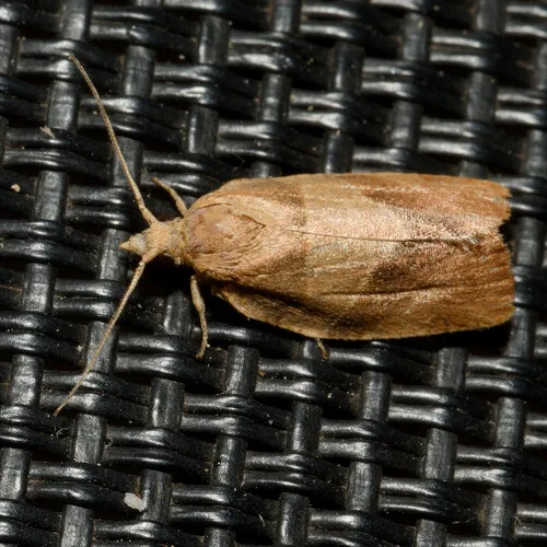 Three-lined Leafroller Moth