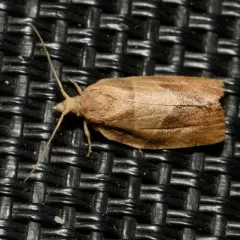 Three-lined Leafroller Moth thumbnail 1