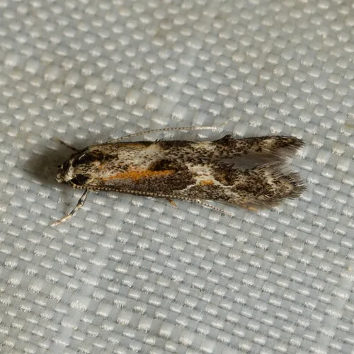 Apple Pith Moth