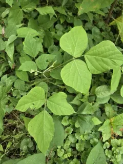 kudzu thumbnail 4