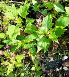 American maple-leaved goosefoot thumbnail 4