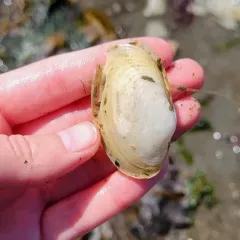 Pacific Gaper thumbnail 4