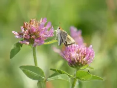 Poweshiek Skipperling thumbnail 2