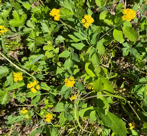 Strickland's umbrella-wort