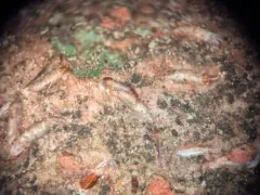 Japanese maple scale thumbnail 2