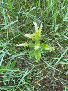 Didymella macrostoma thumbnail 2