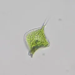 Phacus tortus thumbnail 1