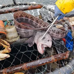 Wolf Eel thumbnail 4