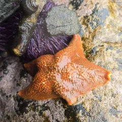 Bat Star thumbnail 4