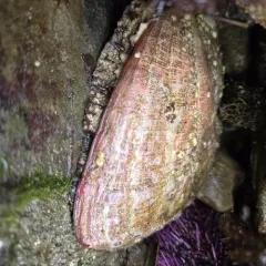 Red Abalone thumbnail 3