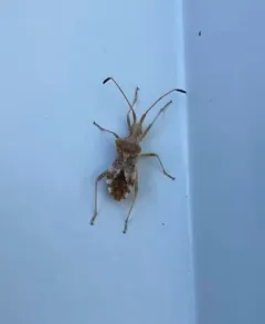 Centrocoris volxemi thumbnail 4